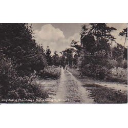 Jagtborg Plantage - Nyk&oslash;bing Sj&aelig;lland. G.R.