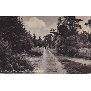 Jagtborg Plantage - Nyk&oslash;bing Sj&aelig;lland. G.R.