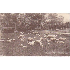 Hilsen fra K&aelig;rehave u/n