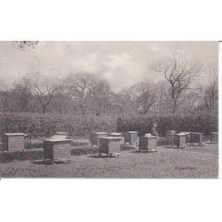 K&aelig;rehave - Bigaarden .A.F.474