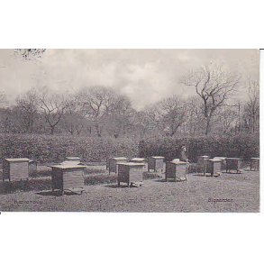 K&aelig;rehave - Bigaarden .A.F.474