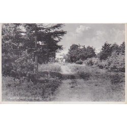 Plantage ved Gudmindrup Lyng. G.R. 81008