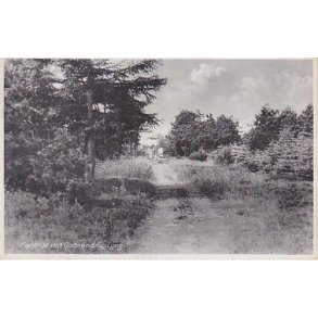 Plantage ved Gudmindrup Lyng. G.R. 81008