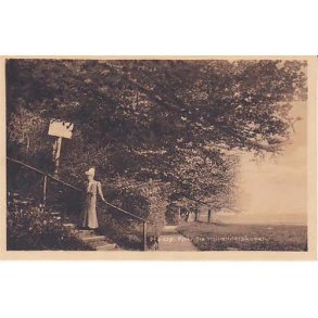 Præstø - Parti fra Hollænderskoven -A.J. 36583