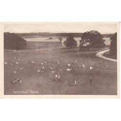 B&aelig;kkeskov - Pr&aelig;st&oslash; -A.J. 110