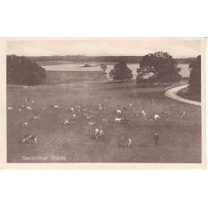 Bækkeskov - Præstø -A.J. 110