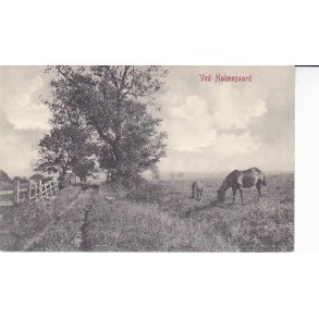 Ved Holmegaard - WKF 2103