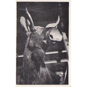 Jagt og Skovbrugsmuseet, H&oslash;rsholm - 7690