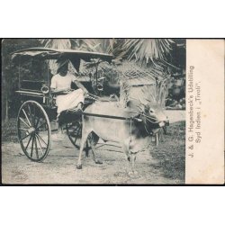 Hagenbecks Udstilling Syd Indien i Tivoli -