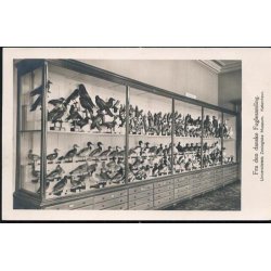 Fra den danske Fuglesamling - Fotokort u/n