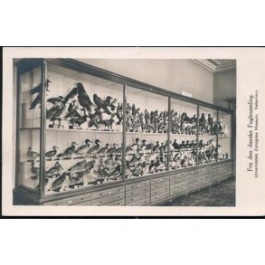 Fra den danske Fuglesamling - Fotokort u/n