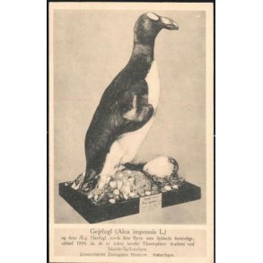 Gejrfugl - Zoologisk Museum - Z.M u/n