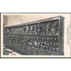 S&oslash;stjerner og S&oslash;pinsvin - Zoologisk Museum - u/n