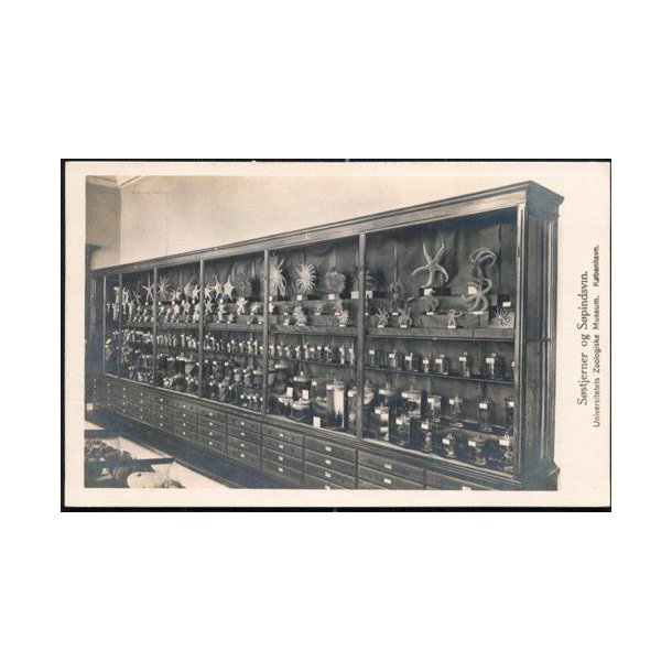 S&oslash;stjerner og S&oslash;pinsvin - Zoologisk Museum - u/n