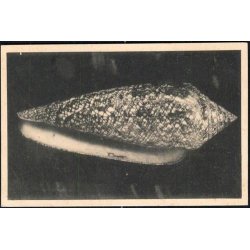 Verdens Kostbareste Konkylie - Zoologisk Museum -