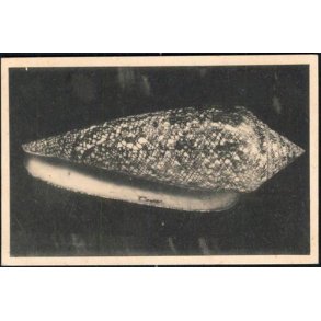 Verdens Kostbareste Konkylie - Zoologisk Museum -