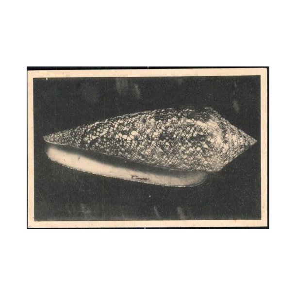 Verdens Kostbareste Konkylie - Zoologisk Museum -