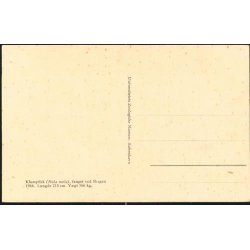 Klumpfisk - Zoologisk Museum - F. u/n