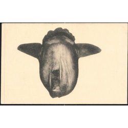 Klumpfisk - Zoologisk Museum - F. u/n