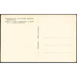 Kmpedovendyr Skelet- Zoologisk Museum - R.K. u/n