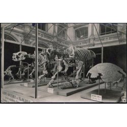 Kmpedovendyr Skelet- Zoologisk Museum - R.K. u/n