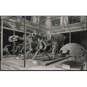 Kmpedovendyr Skelet- Zoologisk Museum - R.K. u/n