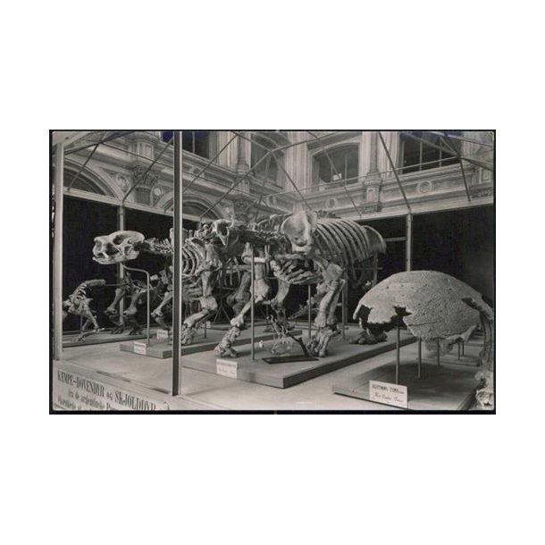 Kmpedovendyr Skelet- Zoologisk Museum - R.K. u/n