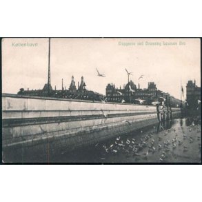 K�benhavn - Maagerne ved Dr.Louises Bro - P.A.