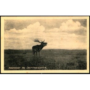 Kronhjort paa Eremitagesletten - A. Christiansen u/n