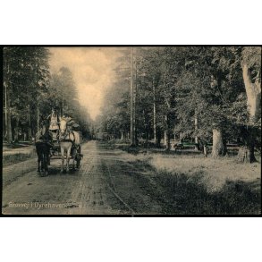 Skovvej i Dyrehaven - Alex Vincent 3036