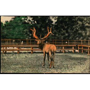 København - Fra Dyrehaven - C. St. 4825