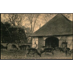 Ved Foraarstid i Dyrehaven - Stender 9683