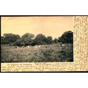 Fra Dyrehaven ved Klampenborg - Oscar E.Kulla 9660