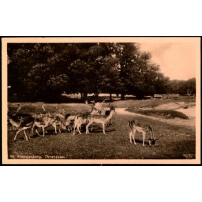 Klampenborg - Dyrehaven - Alex Vincent 45