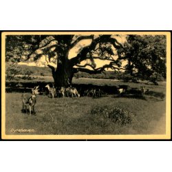 Dyrehaven - Rudolf Olsen 9590