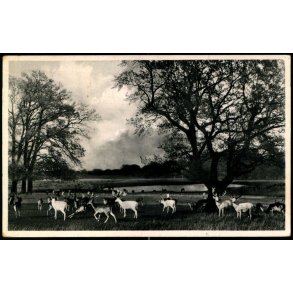 Dyrehaven i Klampenborg - Chr. Olsen 1063