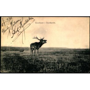 Kronhjort i Dyrehaven - Fritz Bentzen u/n