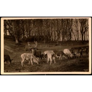 Klampenborg - Dyrehaven - Alex Vincent 74