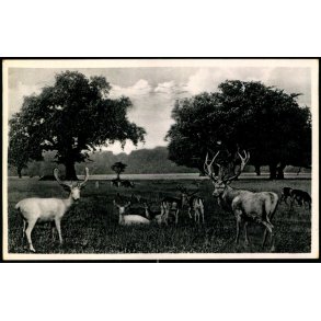 Parti fra Dyrehaven - Chr. Olsen 1032