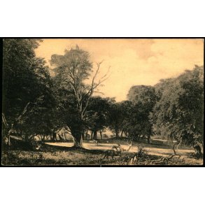 Parti fra Dyrehaven - Stender 3421