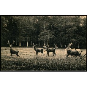 Kronhjorte i Dyrehaven - u/n
