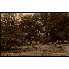 Fra Dyrehaven - Stender 2094