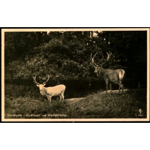 Kronhjorte i Dyrehaven ved Klampenborg - Chr. Olsen 1060
