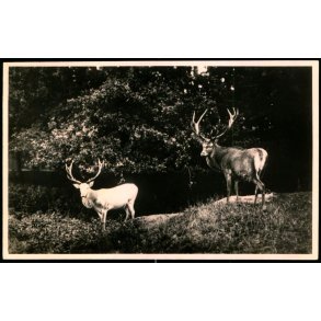 Kronhjorte i Dyrehaven - Chr. Olsen u/n