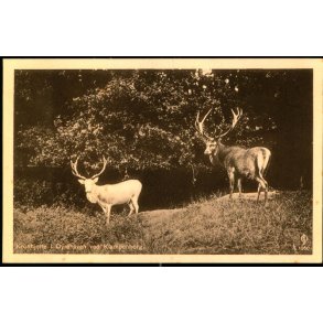 Kronhjorte i Dyrehaven ved Klampenborg - Chr. Olsen 1060