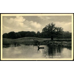 Parti fra Dyrehaven - Stender 2004