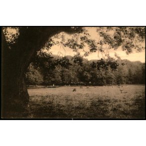 Klampenborg - Parti fra Dyrehaven - Frederiksberg Kunstforlag 139