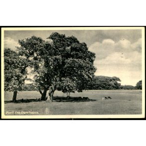 Parti fra Dyrehaven - Rudolf Olsen 692