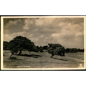 Parti fra Dyrehaven - Alex Vincent 502