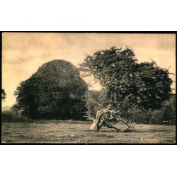 Dyrehaven - "Danmark" u/n